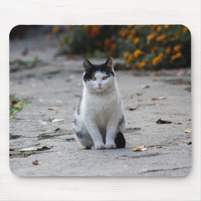 Mousepad Gato, Branco, Pet (Frente)