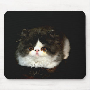 Mousepad Gato branco-preto-branco-bonito