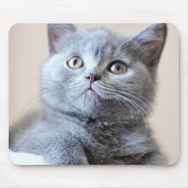 Mousepad Gato britânico cinzento de Shorthair (Frente)