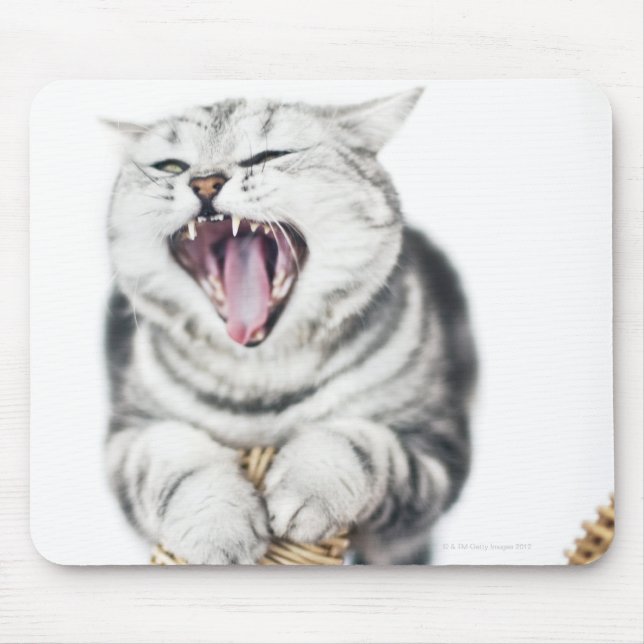 Mousepad Gato cinza sobre fundo branco (Frente)