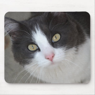 Mousepad Gato cinzento e branco bonito