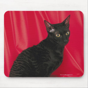 Mousepad Gato Cornish do rex
