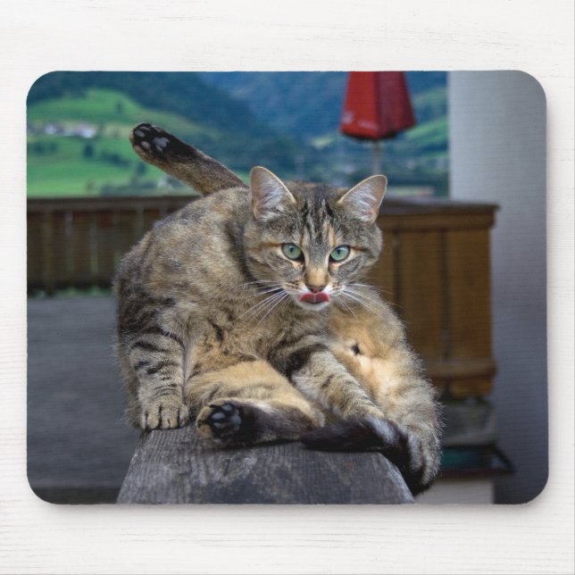 Mousepad Gato Cortado Interrompido Durante O Alinhamento (Frente)