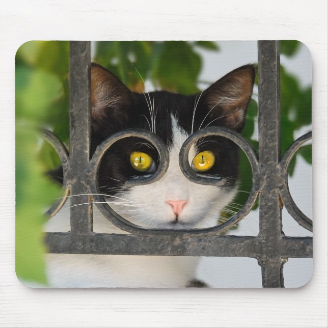 Mousepad Gato curioso com o quadro de espetáculos engraçado (Frente)