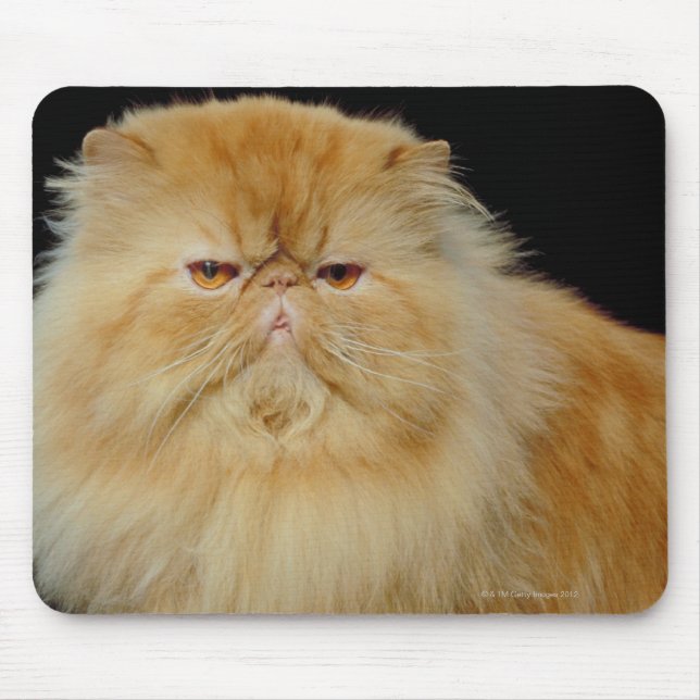 Mousepad Gato de Cabelo Longo Russo (Frente)
