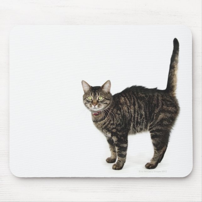 Mousepad Gato-de-mesa, de pé, macho (Frente)