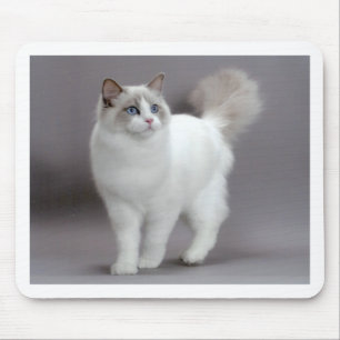Mousepad Gato de olhos azuis Purfection de Ragdoll