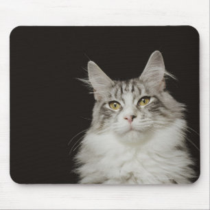 Mousepad Gato de racum adulto de Maine