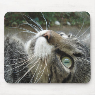 Mousepad Gato de racum cinzento de Maine