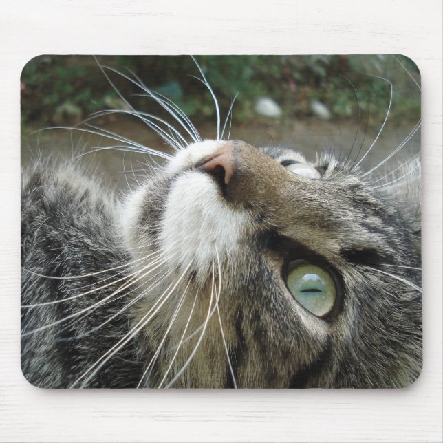Mousepad Gato de racum cinzento de Maine (Frente)
