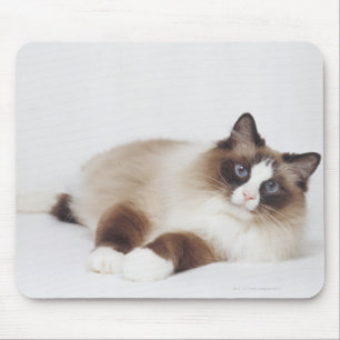 Mousepad Gato de Reciclagem
