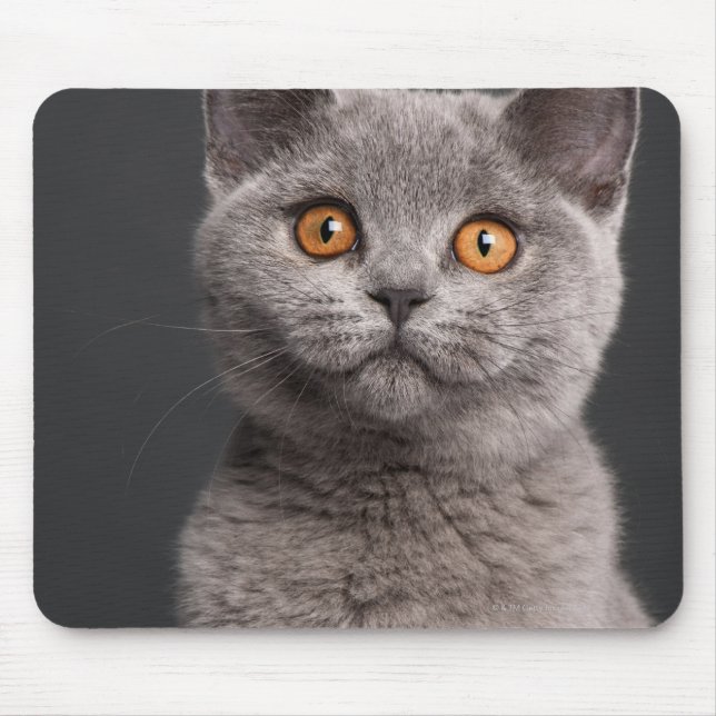 Mousepad Gato de Shorthair britânico (3 meses de idade) (Frente)