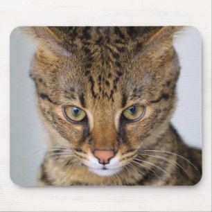 Mousepad Gato do savana