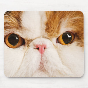 Mousepad Gato doméstico. Persa do Harlequin da chita. Fim