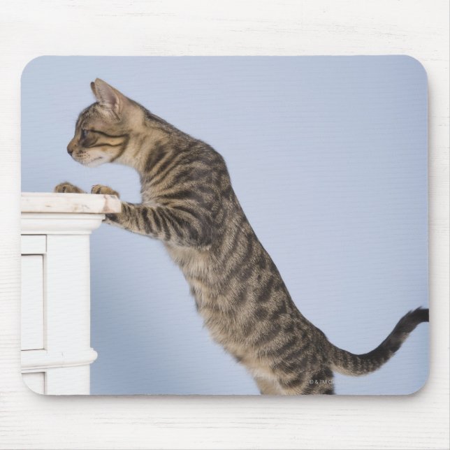 Mousepad Gato em Cadeira, Dusseldorf, Norte (Frente)