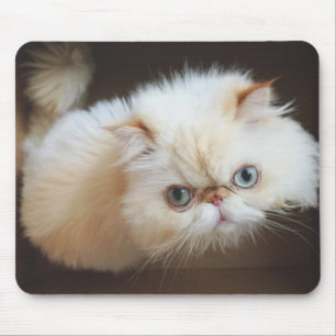 Mousepad Gato em uma caixa