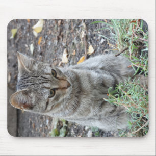 Mousepad Gato Engraçado
