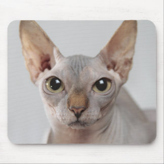 Mousepad Gato esfinho de estimação bonitinho sem cabelo eng