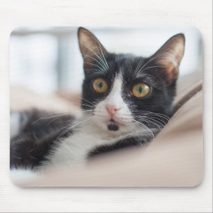 Mousepad gato, felino, animal de estimação