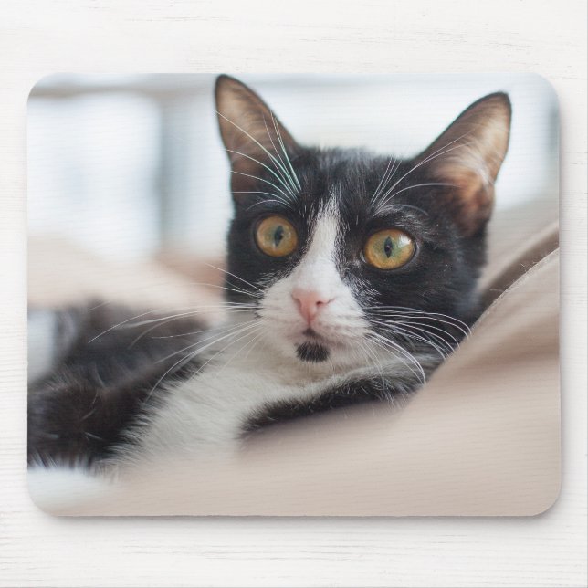 Mousepad gato, felino, animal de estimação (Frente)