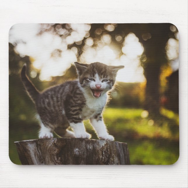 Mousepad gato, gatinho, animal de estimação (Frente)