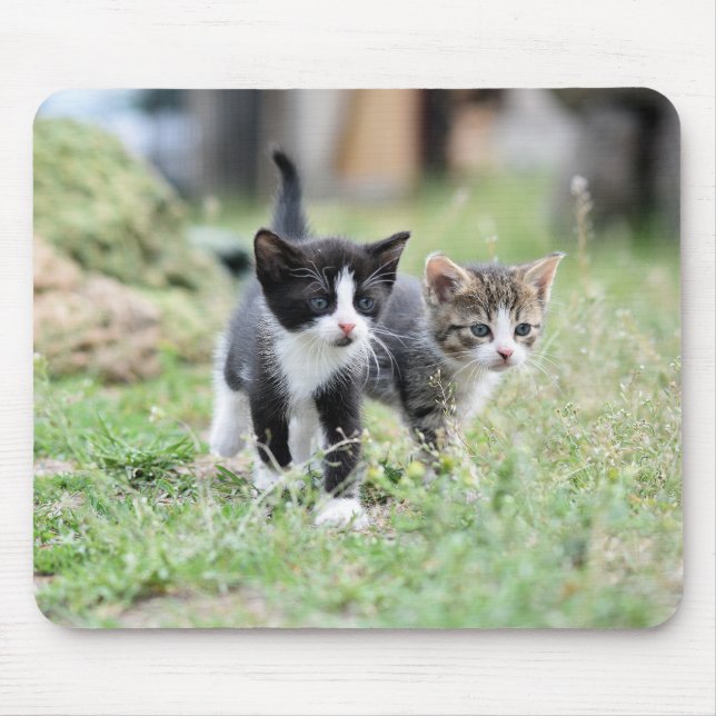 Mousepad gato, gatinho, animal de estimação (Frente)