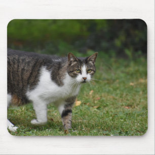 Mousepad gato, gatinho, felino