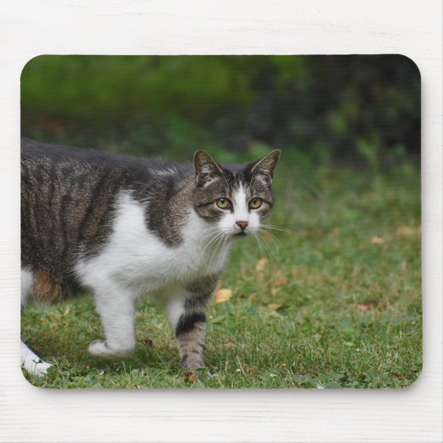 Mousepad gato, gatinho, felino (Frente)