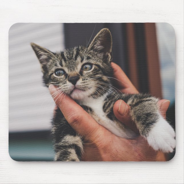 Mousepad gato, gatinho, mão (Frente)