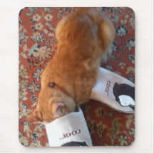 gato gengibre do mouse legal