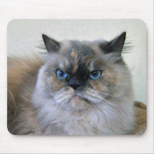 Mousepad Gato Himalaia com Olhos Azuis