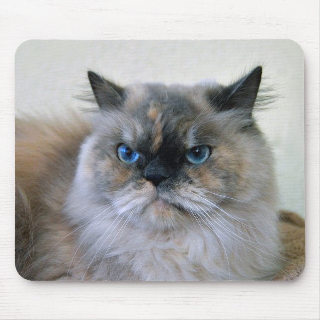 Mousepad Gato Himalaia com Olhos Azuis (Frente)