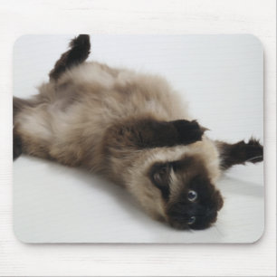 Mousepad Gato Himalaia que encontra-se em seu para trás