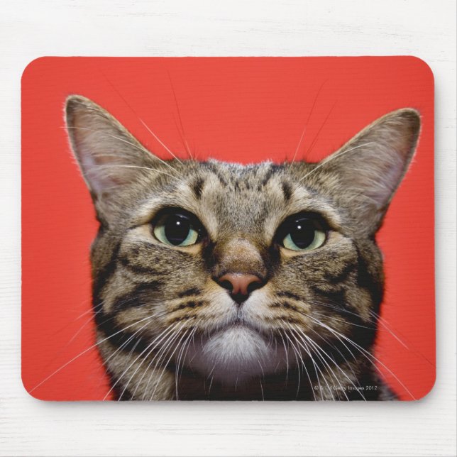 Mousepad Gato japonês olhando (Frente)