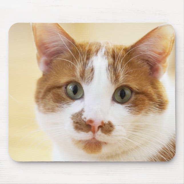 Mousepad gato laranja e branco olhando para a câmera (Frente)