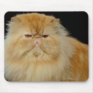 Mousepad Gato longo do cabelo do russo