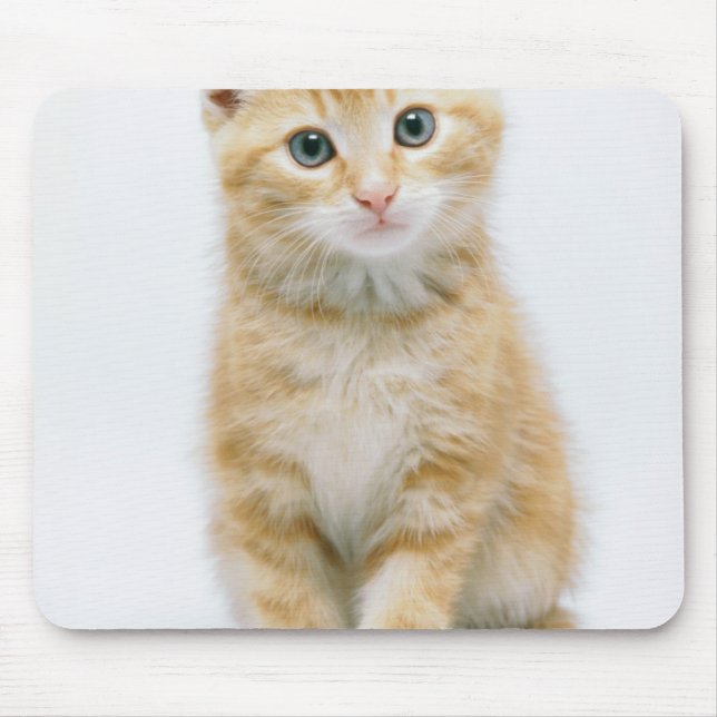 Mousepad Gato malhado da laranja doce (Frente)