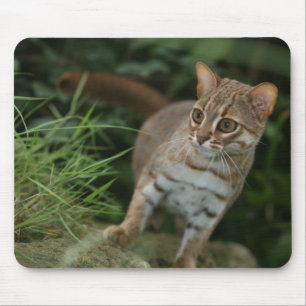 Mousepad - gato manchado oxidado