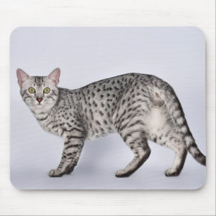 Mousepad Gato Mau Egípcio Raro