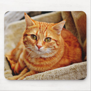 Mousepad gato, mesa, natureza