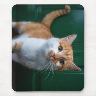 Mousepad gato, natureza, porta da frente