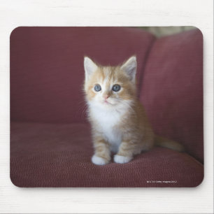 Mousepad Gato no sofá