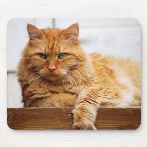 Mousepad Gato norueguês da floresta, rei dos gatos Mousepa