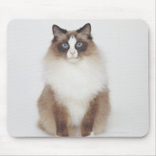 Mousepad Gato peludo grande