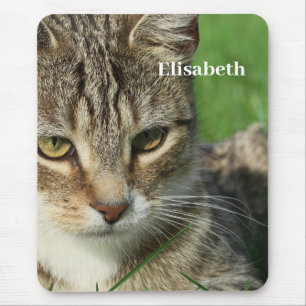 Mousepad gato pequeno num campo verde de primavera