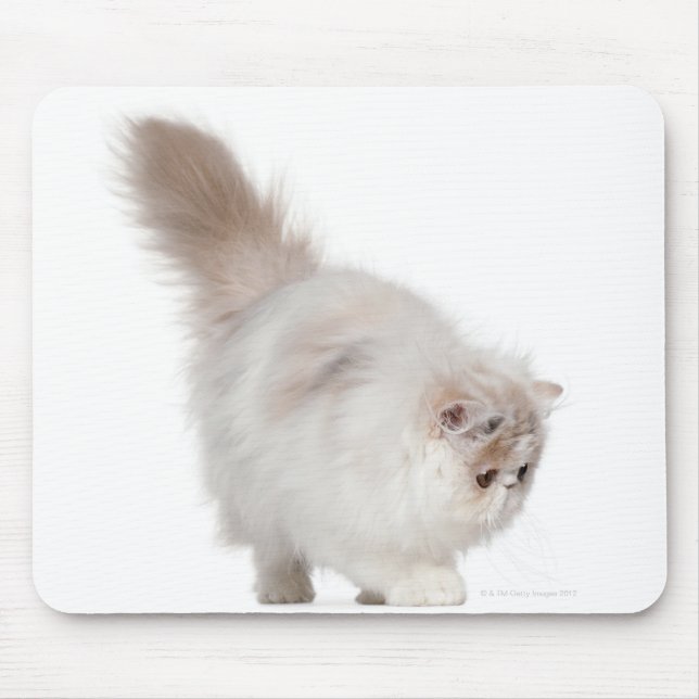 Mousepad Gato persa (3 meses de idade) (Frente)