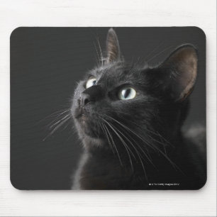 Mousepad Gato preto contra o fundo preto, fim-acima
