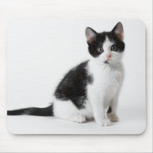 Mousepad Gato preto e branco do gatinho peludo engraçado