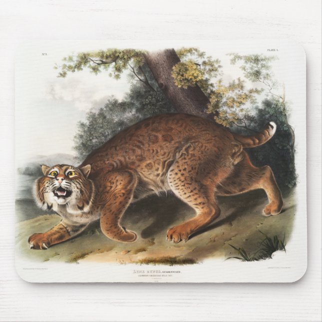 Mousepad Gato selvagem americano, presentes deco Lynx rufus (Frente)