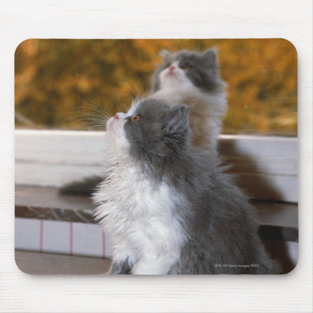 Mousepad Gato sentado e olhando (Frente)